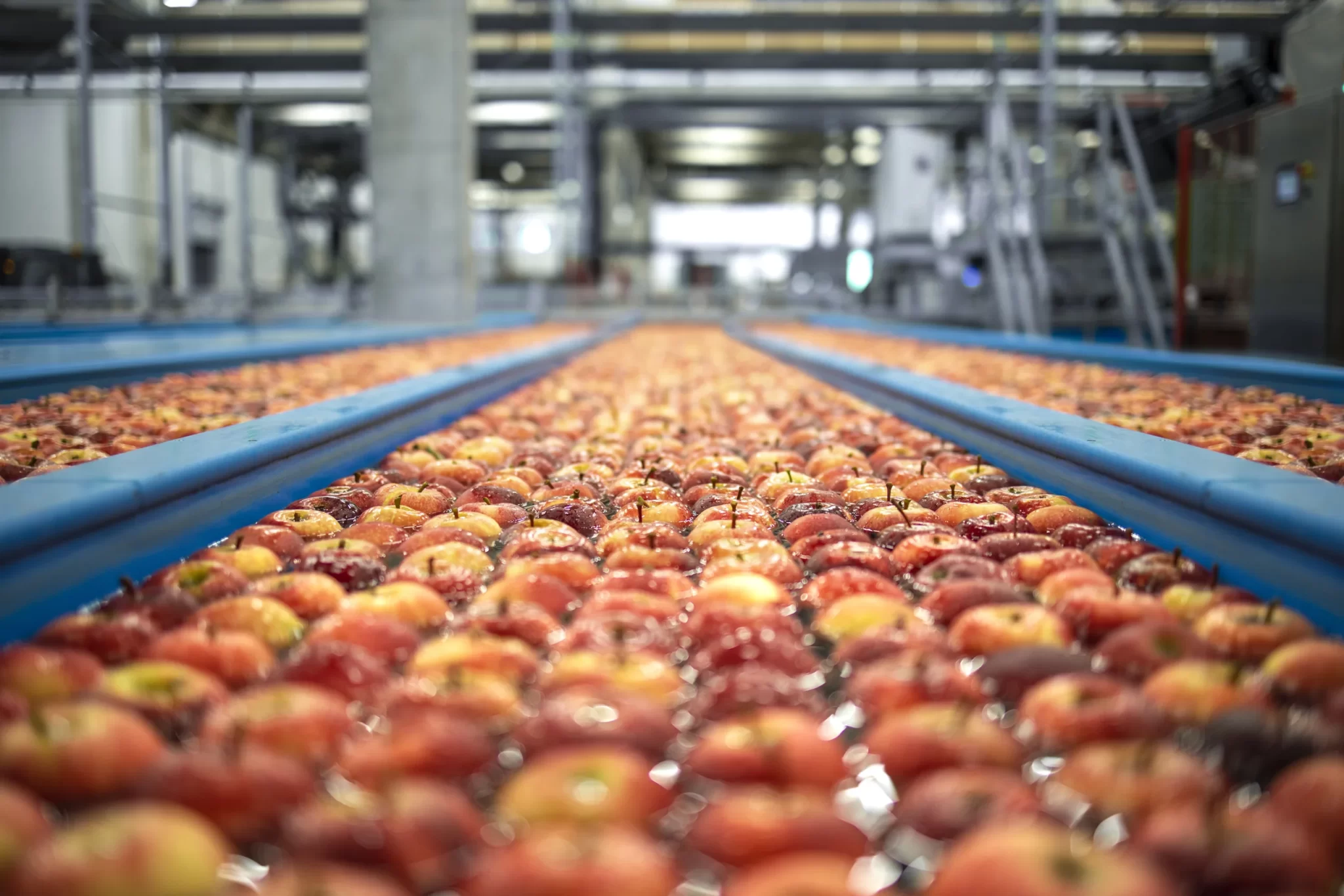 Pommes lavées et triées dans une station fruitière